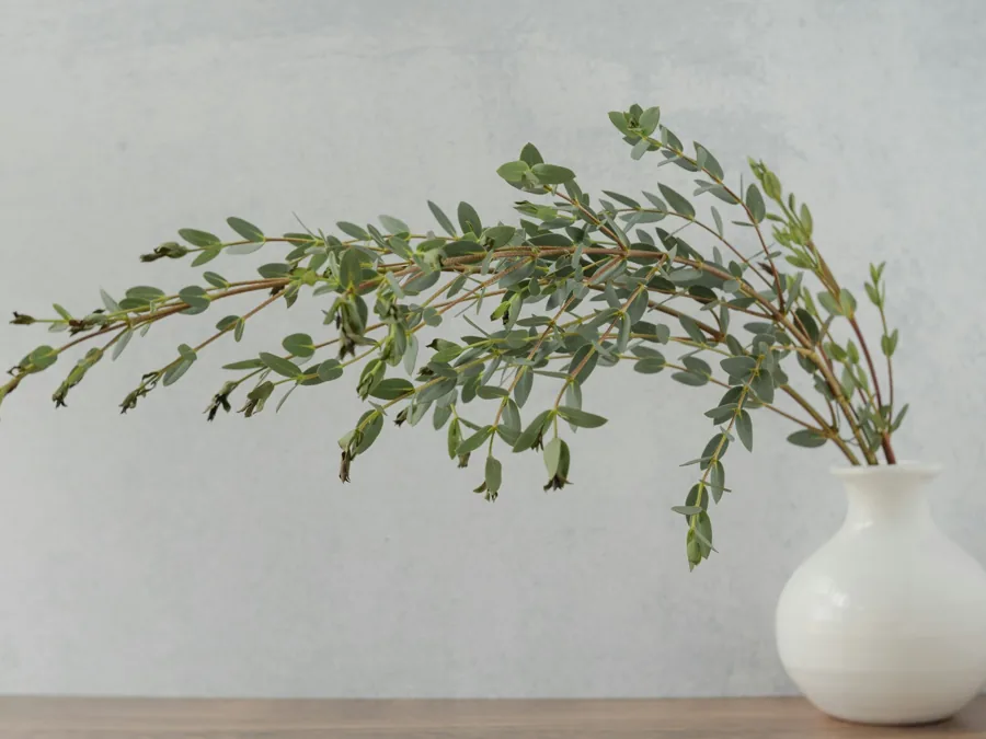 A eucalyptus branch in a small white vase